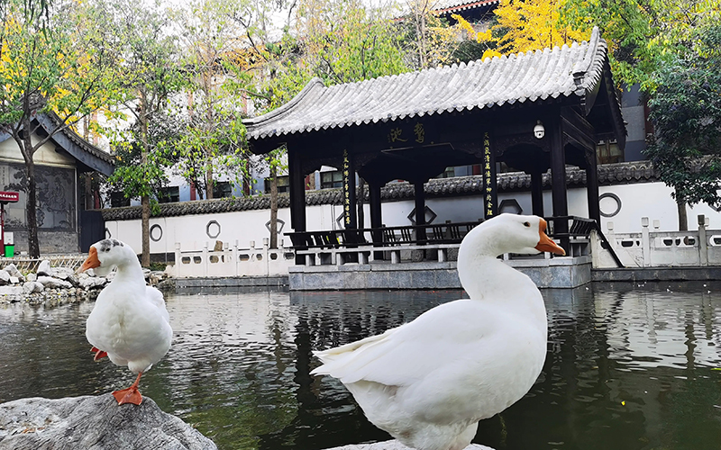 书圣文化传承发展暨友好城市书画交流会在王羲之故居举行 第 23 张